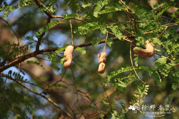 酸豆Tamarindus indica