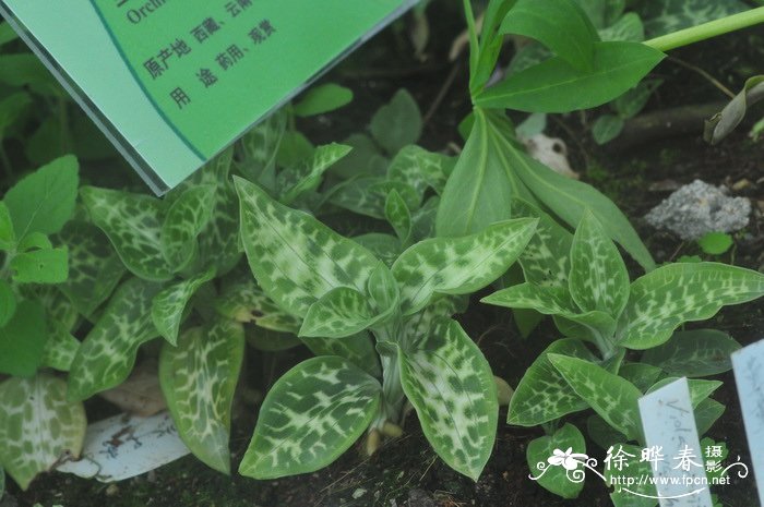 小斑叶兰Goodyera repens