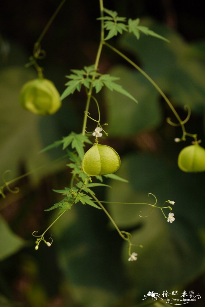 倒地铃cardiospermum halicacabum