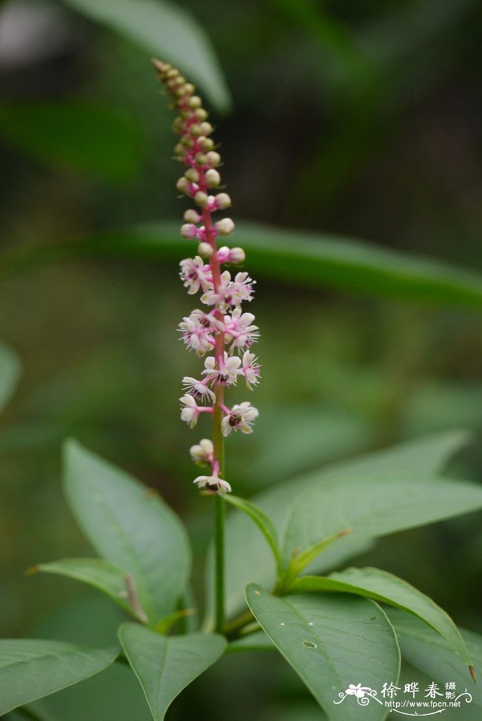 多雄蕊商陆Phytolacca polyandra