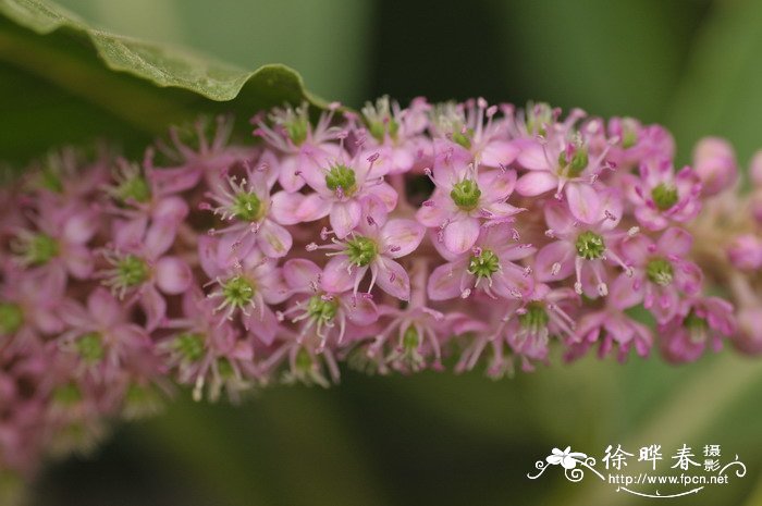 商陆Phytolacca octandra