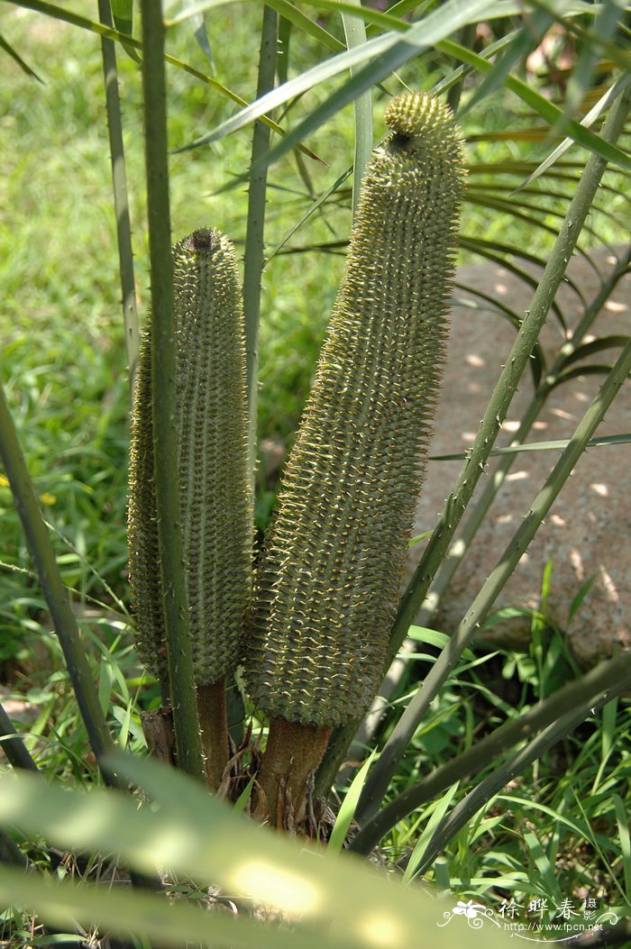 墨西哥角果泽米Ceratozamia mexicana