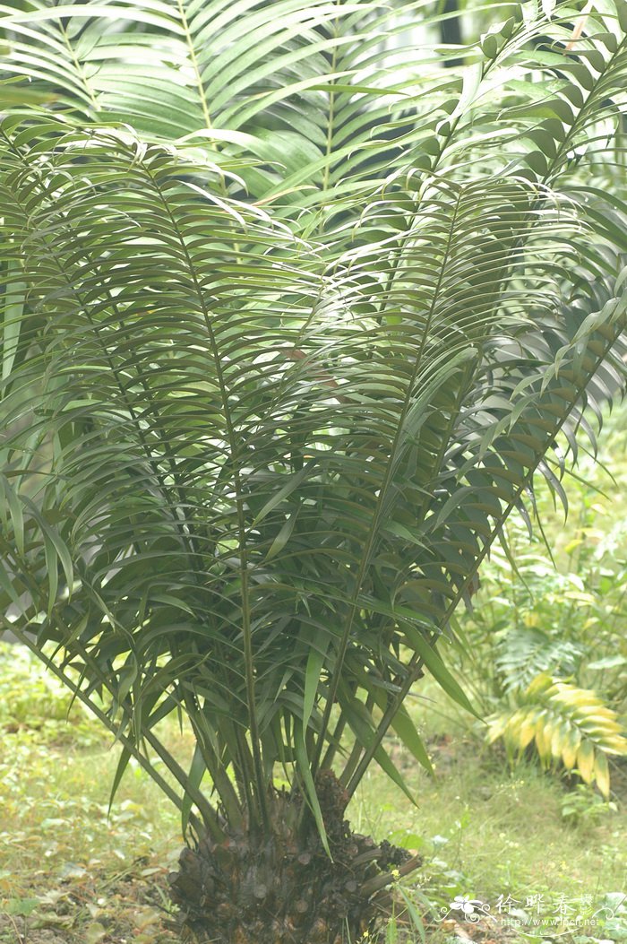 巨型角果泽米Ceratozamia robusta