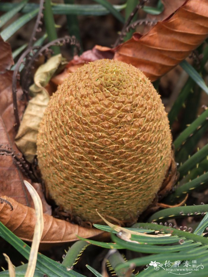 葫芦苏铁Cycas changjiangensis