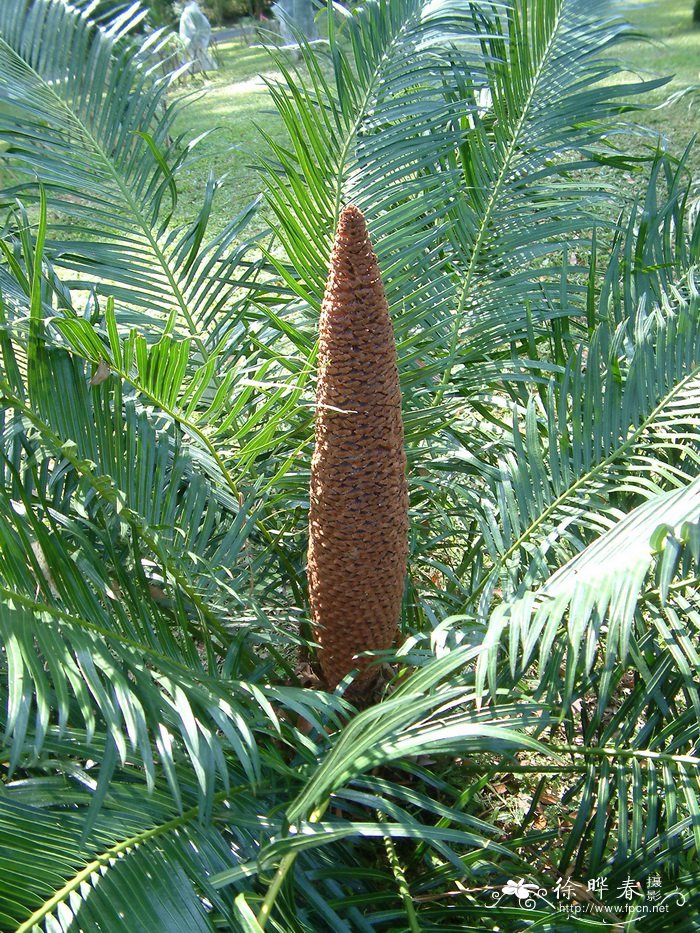 葫芦苏铁Cycas changjiangensis