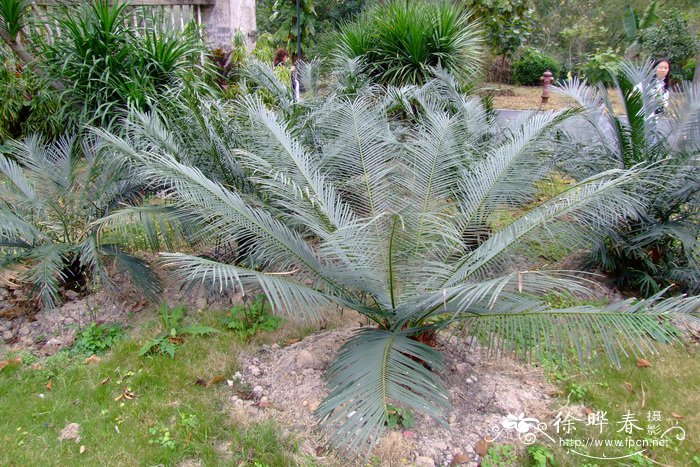 葫芦苏铁Cycas changjiangensis