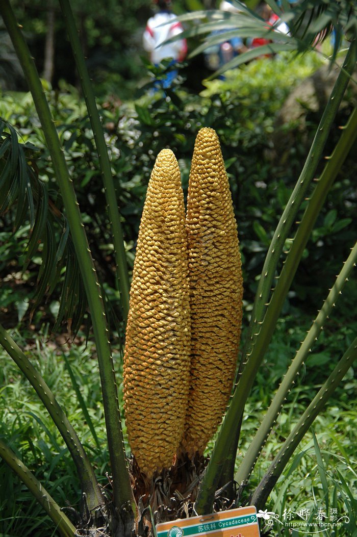 德保苏铁Cycas debaoensis