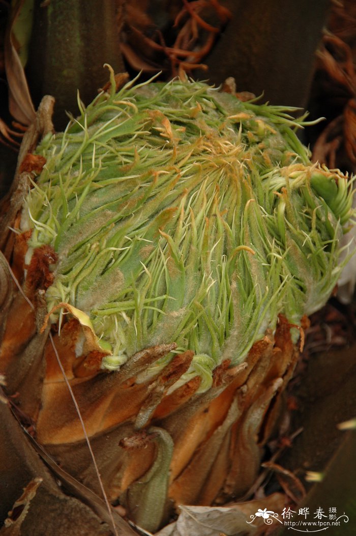 德保苏铁Cycas debaoensis
