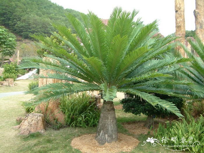 越南篦齿苏铁Cycas elongata