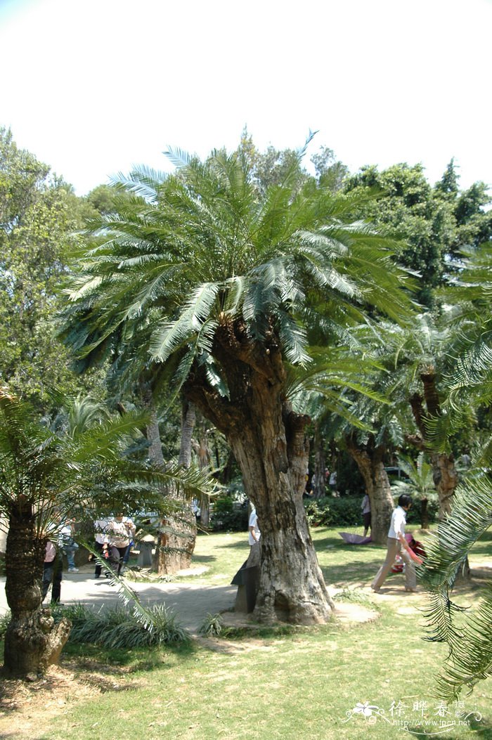 越南篦齿苏铁Cycas elongata