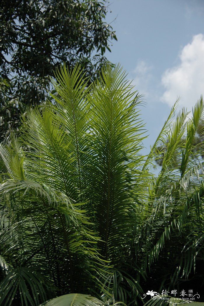 仙湖苏铁Cycas fairylakea