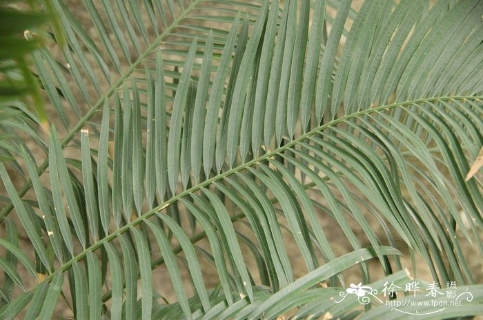 贵州苏铁Cycas guizhouensis