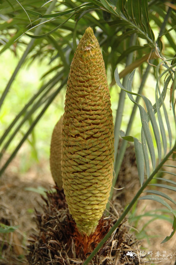 贵州苏铁Cycas guizhouensis