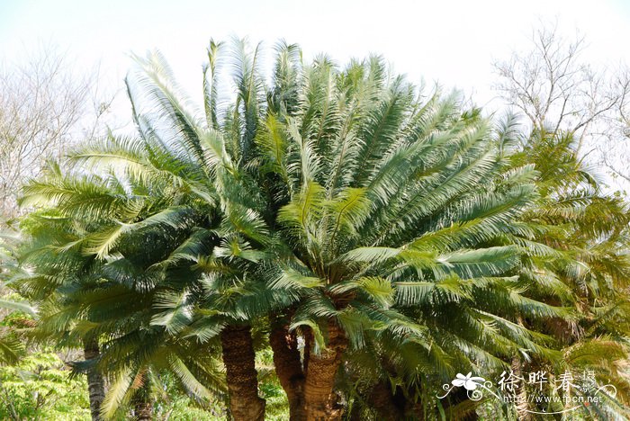 篦齿苏铁Cycas pectinata