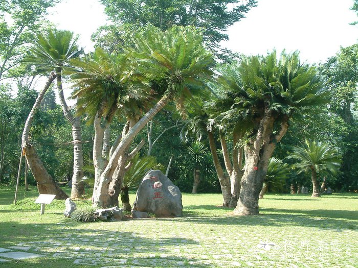 篦齿苏铁Cycas pectinata