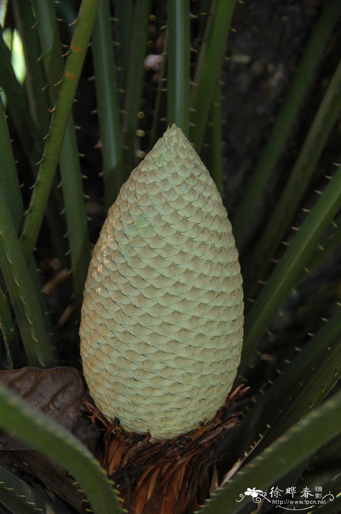 海南苏铁Cycas hainanensis