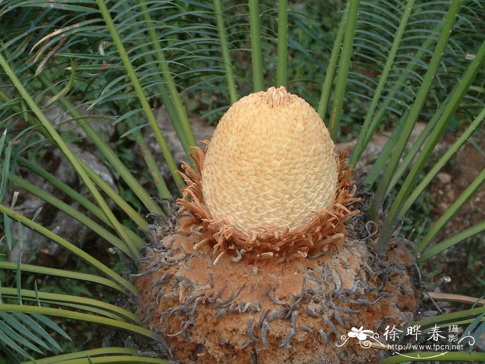 攀枝花苏铁Cycas panzhihuaensis