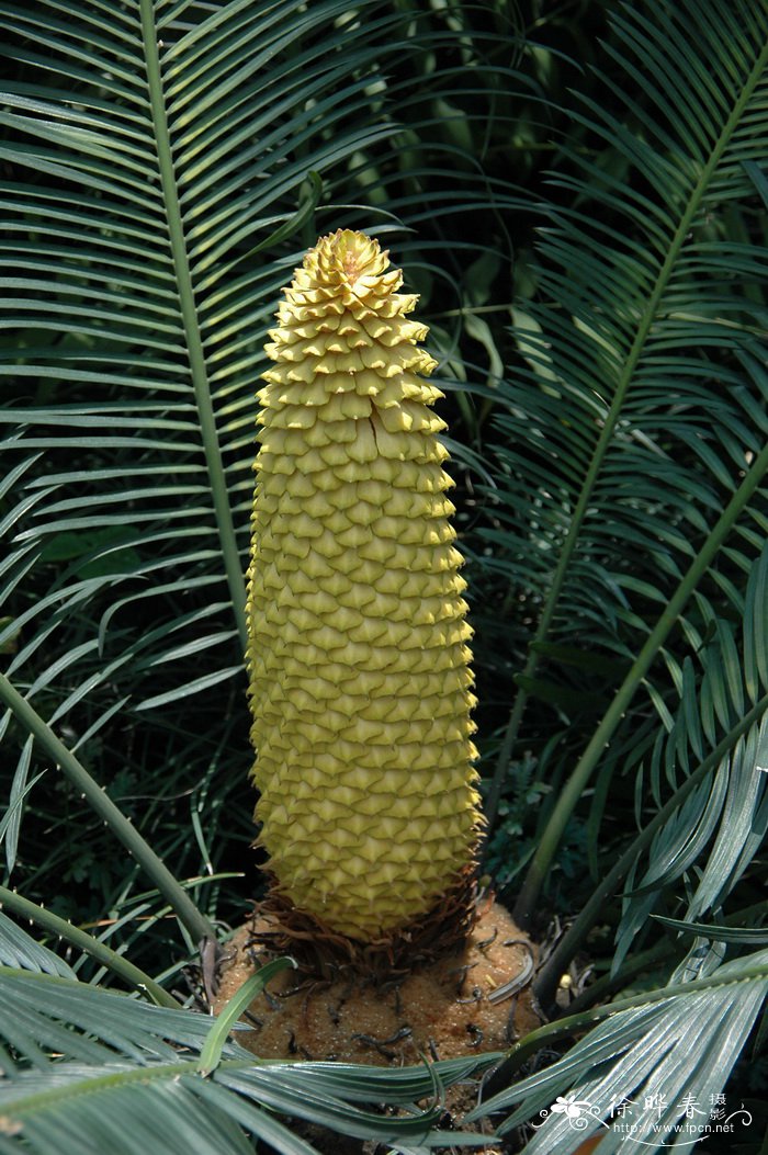 攀枝花苏铁Cycas panzhihuaensis