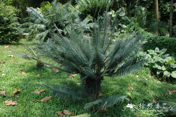 攀枝花苏铁Cycas panzhihuaensis