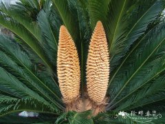 苏铁Cycas revoluta