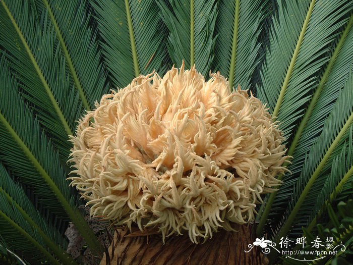 苏铁Cycas revoluta
