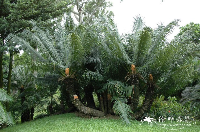 华南苏铁Cycas rumphii