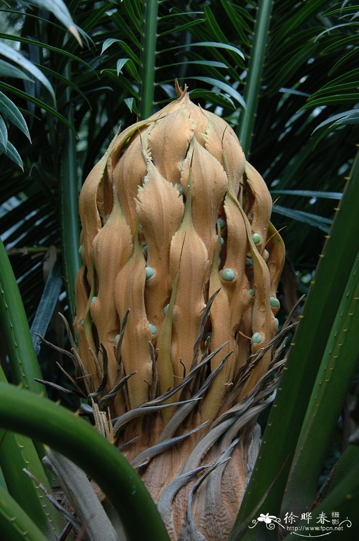 华南苏铁Cycas rumphii