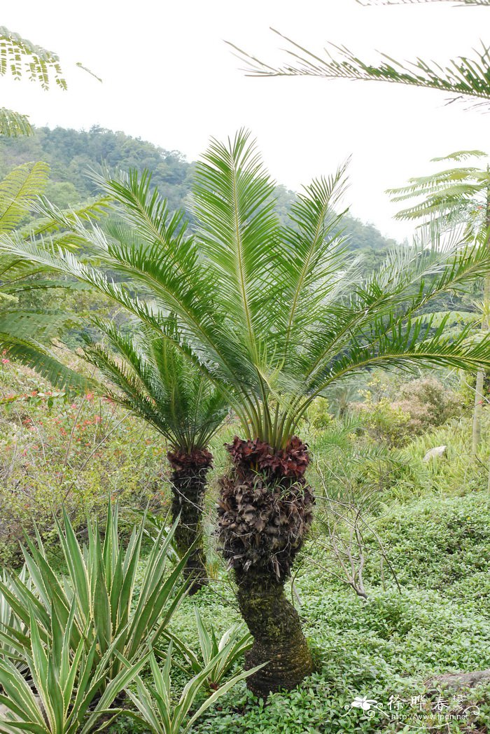 华南苏铁Cycas rumphii