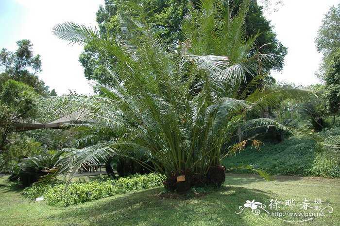 叉孢苏铁Cycas segmentifida