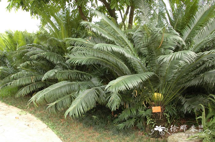 四川苏铁Cycas szechuanensis