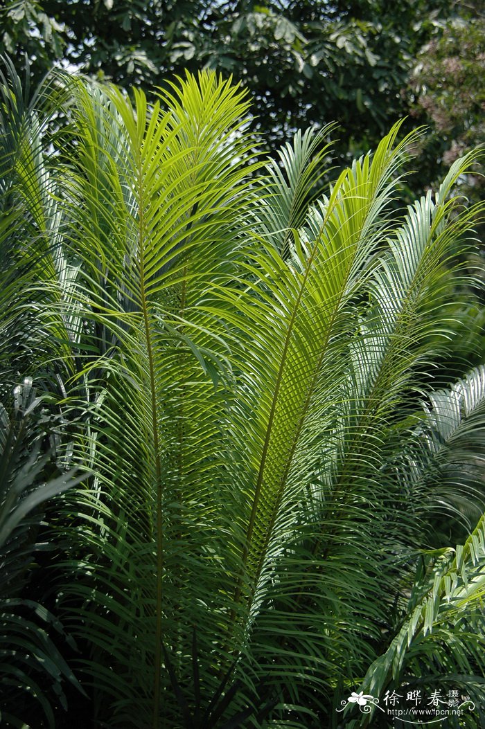 四川苏铁Cycas szechuanensis