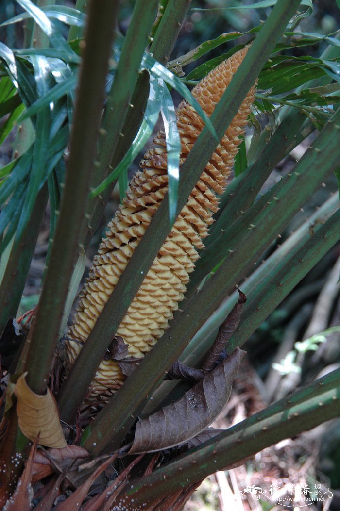 台湾苏铁Cycas taiwaniana