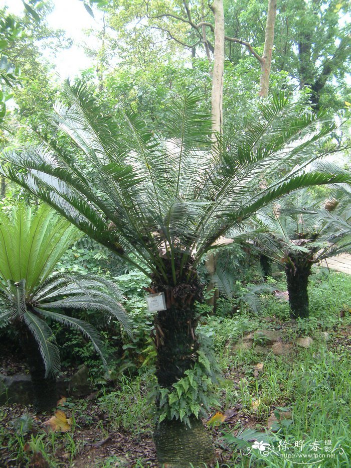 台湾苏铁Cycas taiwaniana