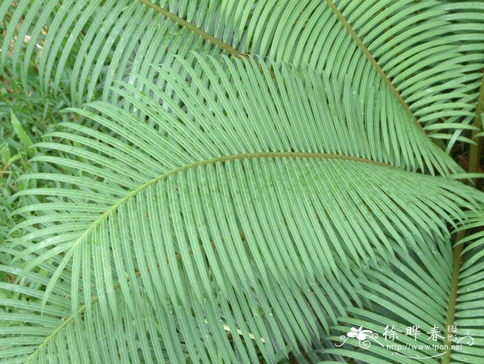 石山苏铁 Cycas sexseminifera