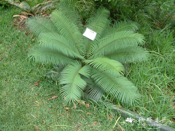 石山苏铁 Cycas sexseminifera