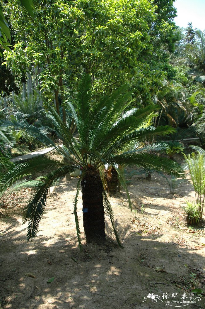 台东苏铁Cycas taitungensis