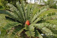 刺叶非洲铁Encephalartos ferox