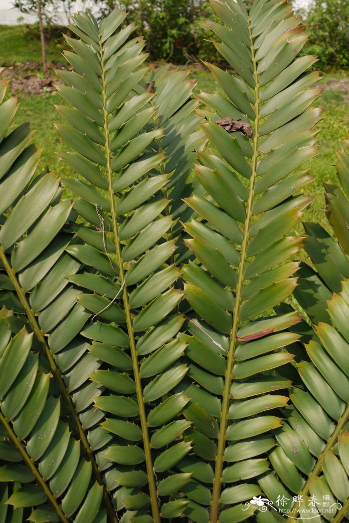 刺叶非洲铁Encephalartos ferox