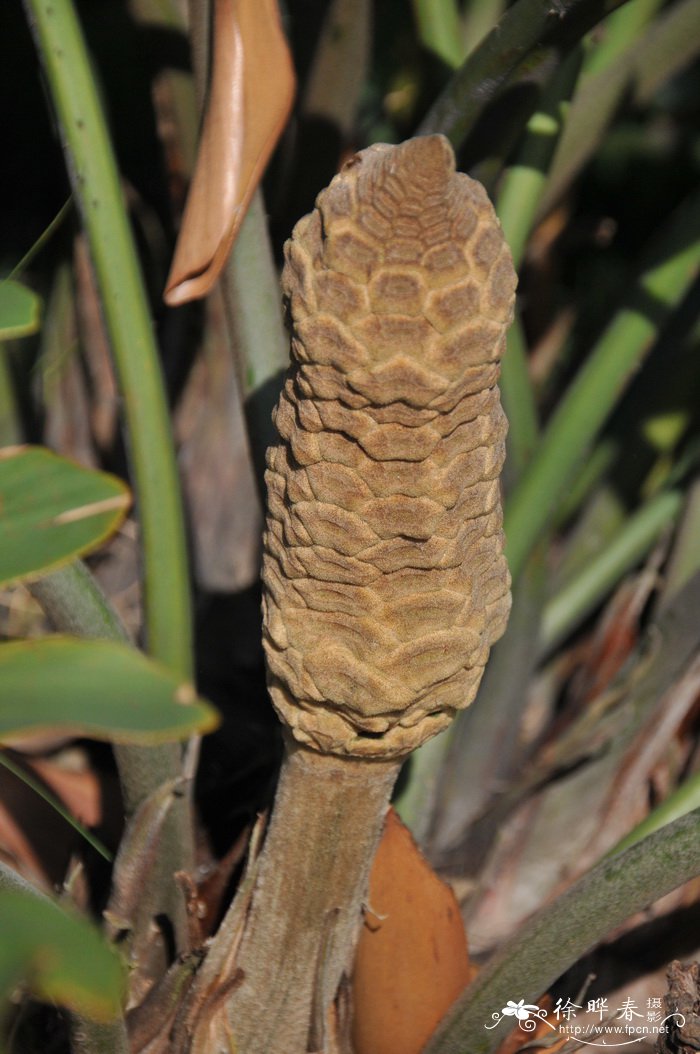 南美苏铁Zamia furfuracea