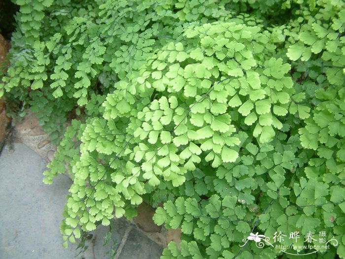 铁线蕨Adiantum capillus-veneris