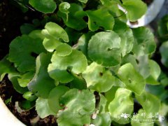 荷叶铁线蕨Adiantum reniforme var. sinense