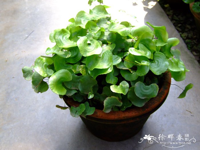 荷叶铁线蕨Adiantum reniforme var. sinense