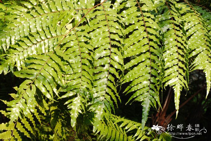 黑桫椤Alsophila podophylla