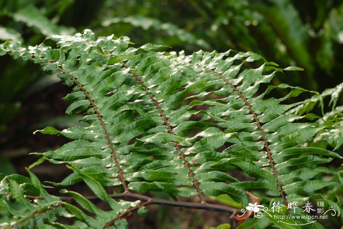 黑桫椤Alsophila podophylla