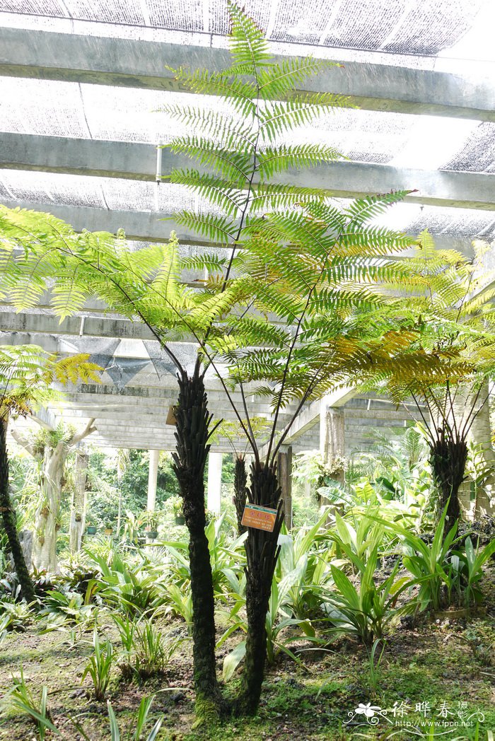 黑桫椤alsophila podophylla