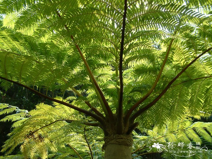 桫椤Alsophila spinulosa