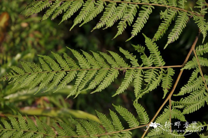 桫椤Alsophila spinulosa