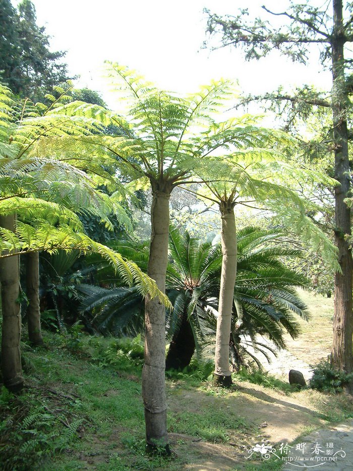 桫椤Alsophila spinulosa