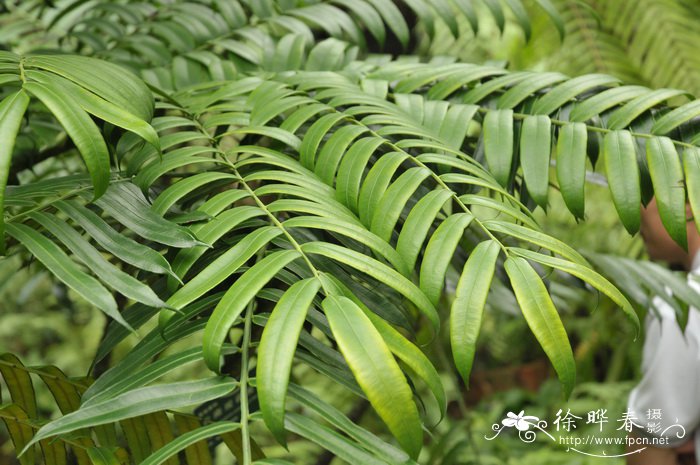 云南观音座莲Angiopteris yunnanensis