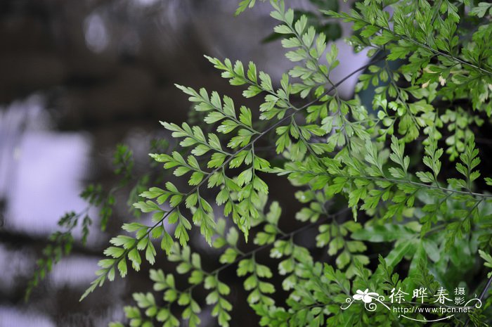 大羽铁角蕨Asplenium neolaserpitiifolium